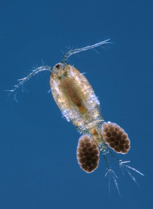 Copepoden Megacyclops Viridis (Nützlinge gegen die Larve der Tigermücke)